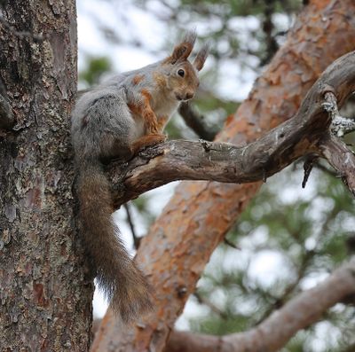 Eekhoorn (Red Squirrel)
