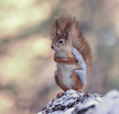 Eekhoorn (Red Squirrel)