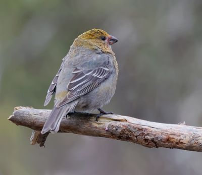 Haakbek (Pine Grosbeak)