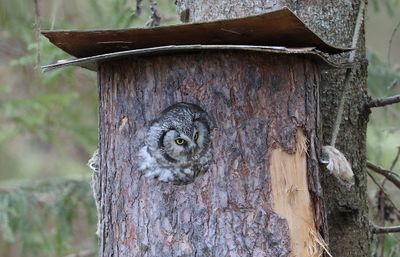 Ruigpootuil (Tengmalm's Owl)