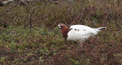 Moerassneeuwhoen (Willow Grouse)