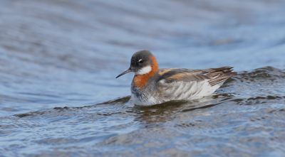 Grauwe Franjepoot (Red-necked Phalarope)