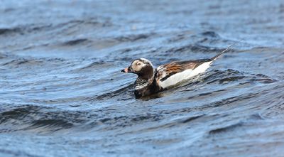IJseend (Long-tailed Duck)