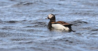 IJseend (Long-tailed Duck