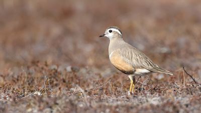 Morinelplevier (Eurasian Dotterel)