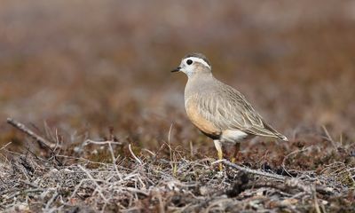 Morinelplevier (Eurasian Dotterel)