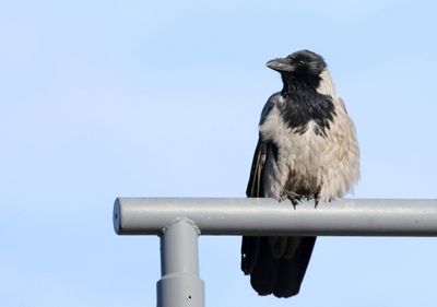 Bonte Kraai (Hooded Crow)