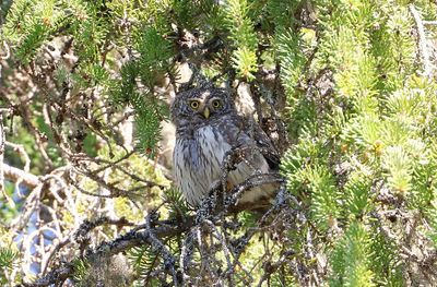 Dwerguil (Pigmy Owl)