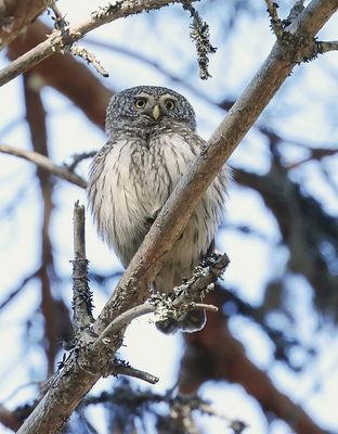 Dwerguil (Pigmy Owl)