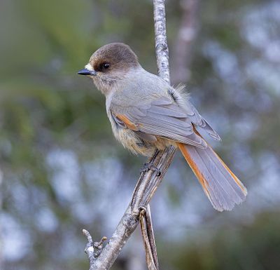 Taigagaai (Siberian Jay)