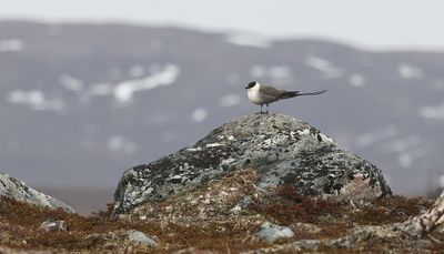 Kleinste Jager (Long-tailed Skua)