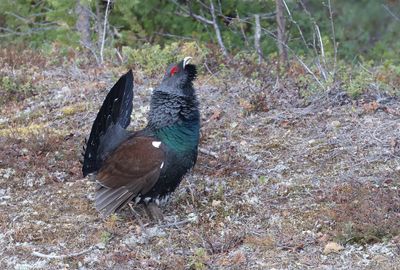 Auerhoen (Capercaillie)