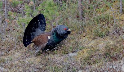 Auerhoen (Capercaillie)
