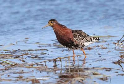 Kemphaan (Ruff)
