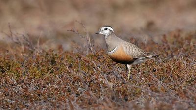 Morinelplevier (Eurasian Dotterel)