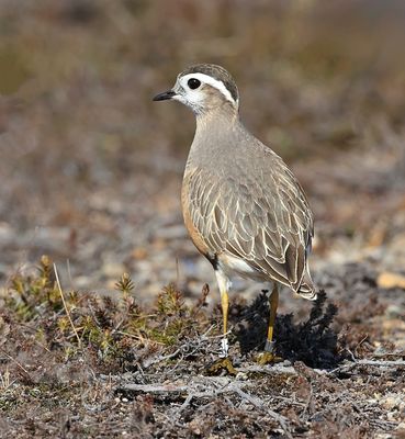 Morinelplevier (Eurasian Dotterel)