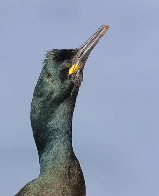 Kuifaalscholver (European Shag)
