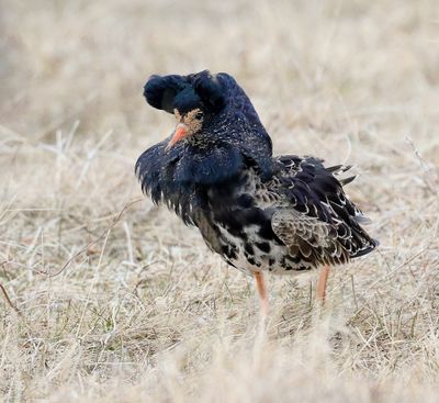 Kemphaan (Ruff)