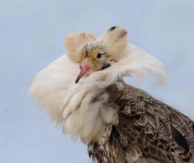 Kemphaan (Ruff)