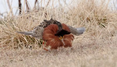 Kemphaan (Ruff)