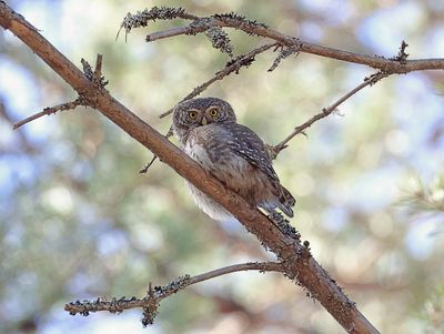 Dwerguil (Pigmy Owl)