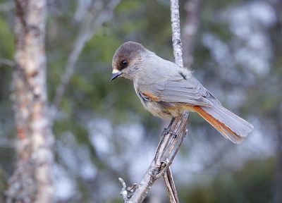 Taigagaai (Siberian Jay)