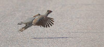 Hazelhoen (Hazel Grouse)