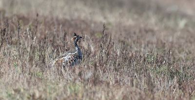 Hazelhoen (Hazel Grouse)
