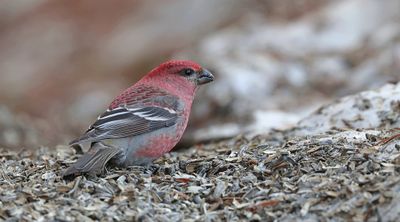 Haakbek (Pine Grosbeak)