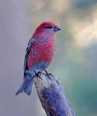 Haakbek (Pine Grosbeak)