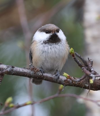 Bruinkopmees (Siberian Tit)