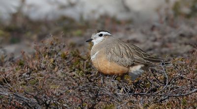 Morinelplevier (Eurasian Dotterel)