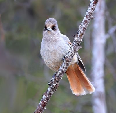 Taigagaai (Siberian Jay)