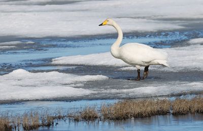 Wilde Zwaan (Whooper Swan)