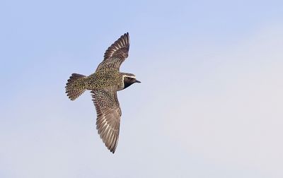 Goudplevier (European Golden Plover)