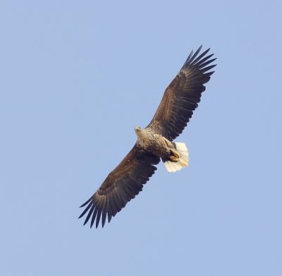 Zeearend (White-tailed Eagle)