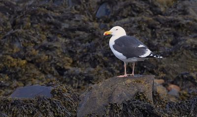 Grote Mantelmeeuw (Great Black-backed Gull)