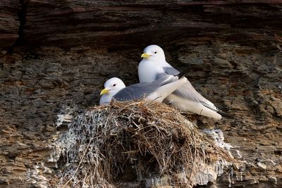 Drieteenmeeuw (Black-legged Kittiwake)