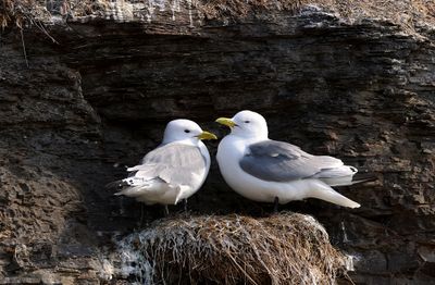 Drieteenmeeuw (Black-legged Kittiwake)