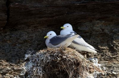 Drieteenmeeuw (Black-legged Kittiwake)
