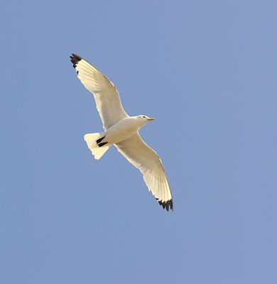 Drieteenmeeuw (Black-legged Kittiwake)