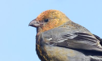 Haakbek (Pine Grosbeak)