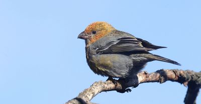 Haakbek (Pine Grosbeak)
