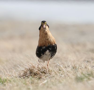 Kemphaan (Ruff)