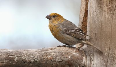Haakbek (Pine Grosbeak)