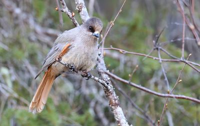 Taigagaai (Siberian Jay)