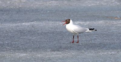 Kokmeeuw (Black-headed Gull)