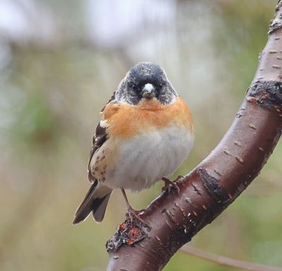 Keep (Brambling)