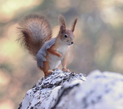 Eekhoorn (Red Squirrel)