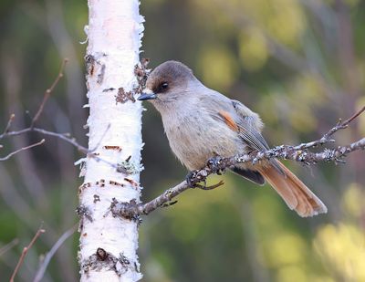 Taigagaai (Siberian Jay)